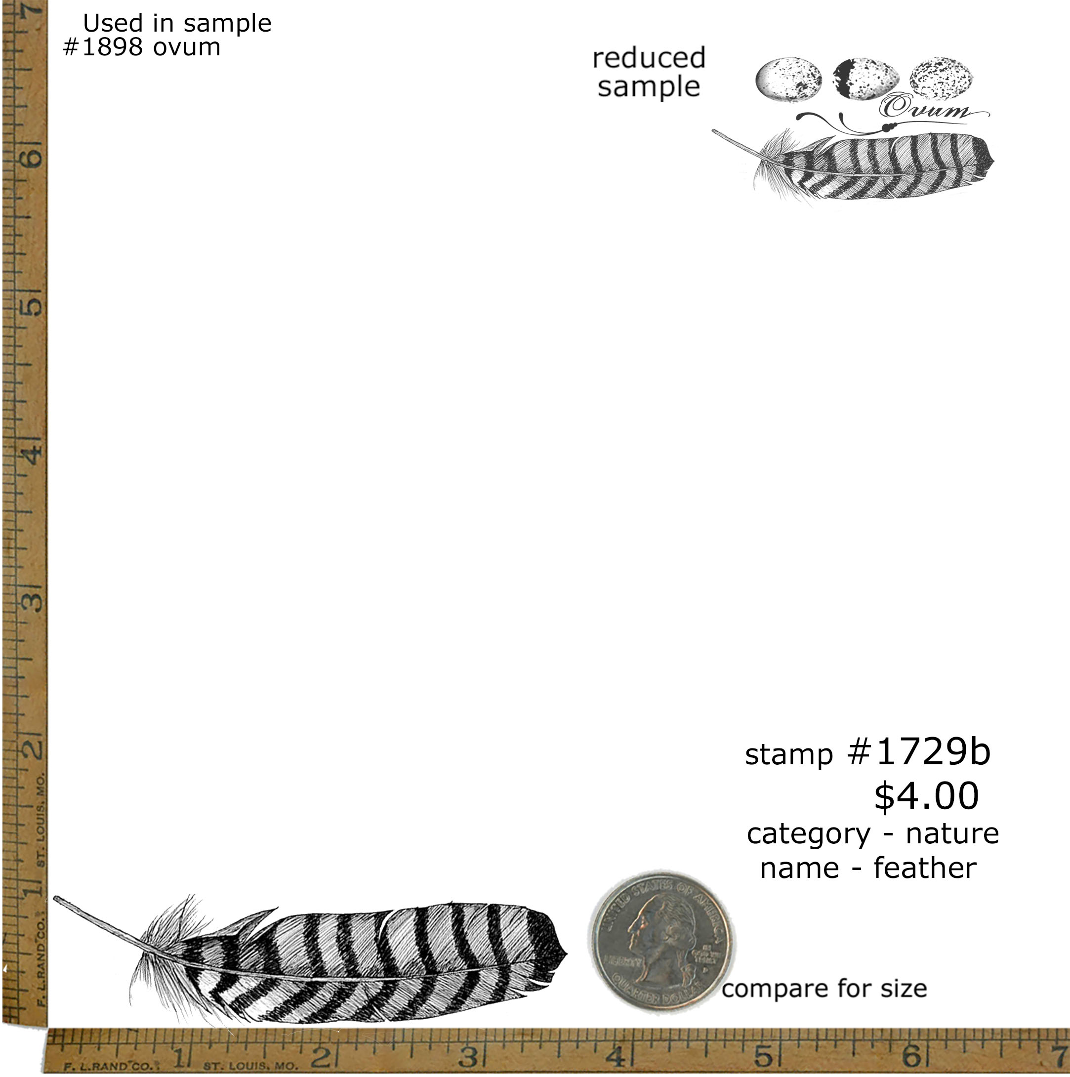 #1729b - Feather - Nature